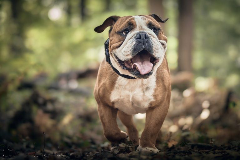 Dog Poop Pickup in Springfield Michigan