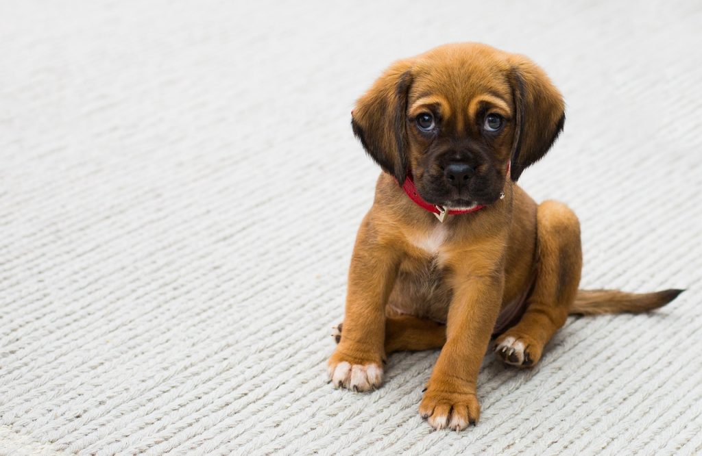 Dog Poop Pickup in Springfield Michigan